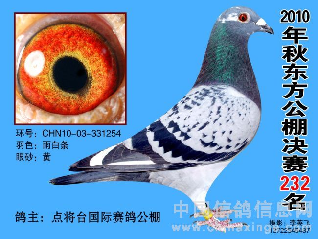 比利时大师赛*德国世锦赛_中英信鸽养殖基地_