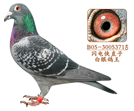 白眼鸽王371