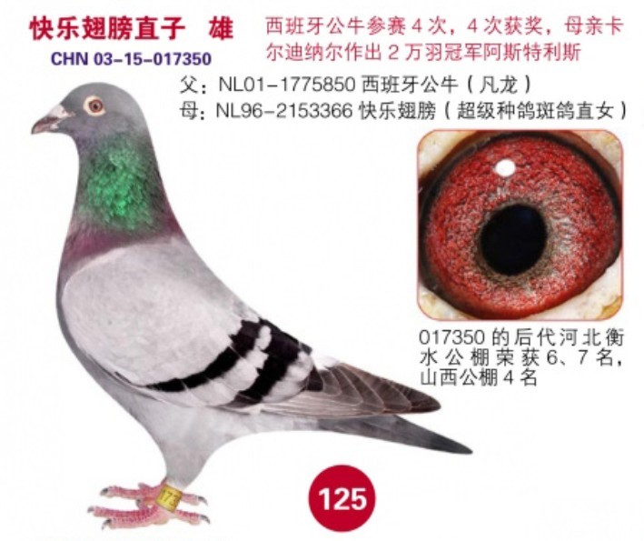 快乐翅膀直子_济南蓝岛赛鸽总场-中信网爱鸽