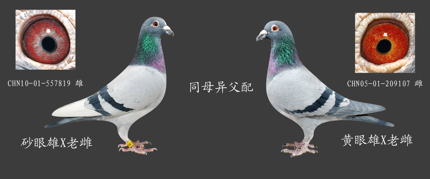 三间平面设计图