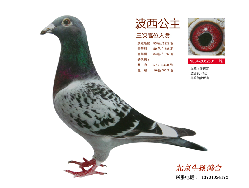 信鸽特征