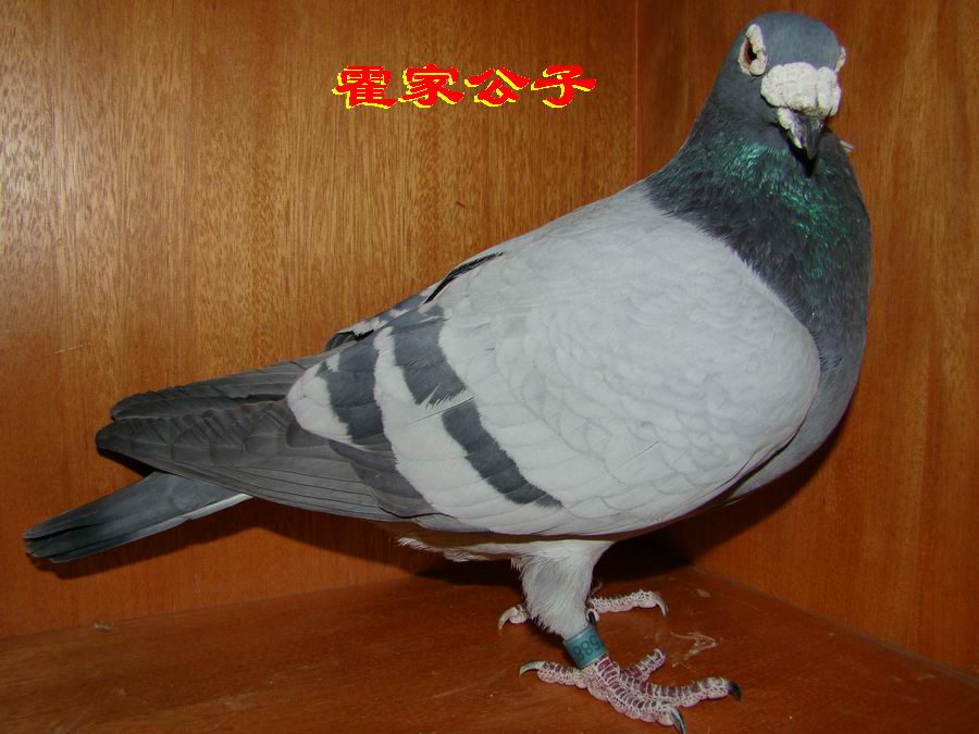 霍夫肯黑猪588_大唐鸽苑_ag188.com爱鸽商城_中国信鸽