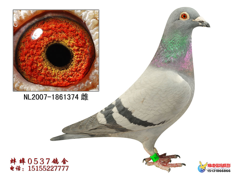 街头斗士全妹_欧盟一线_ ag188.com爱鸽商城