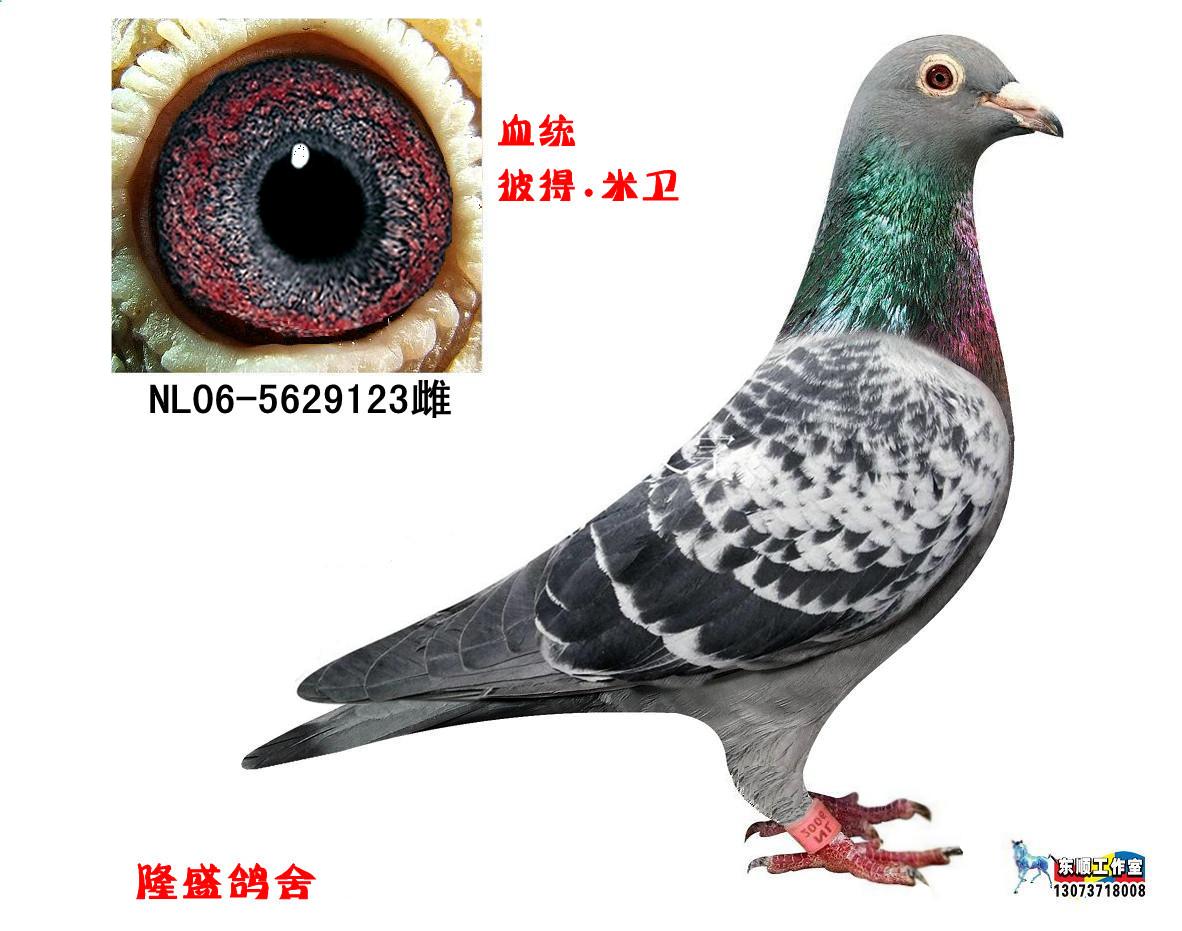 米卫123已售_隆盛鸽舍_ ag188.com爱鸽商城_中国信鸽信息网