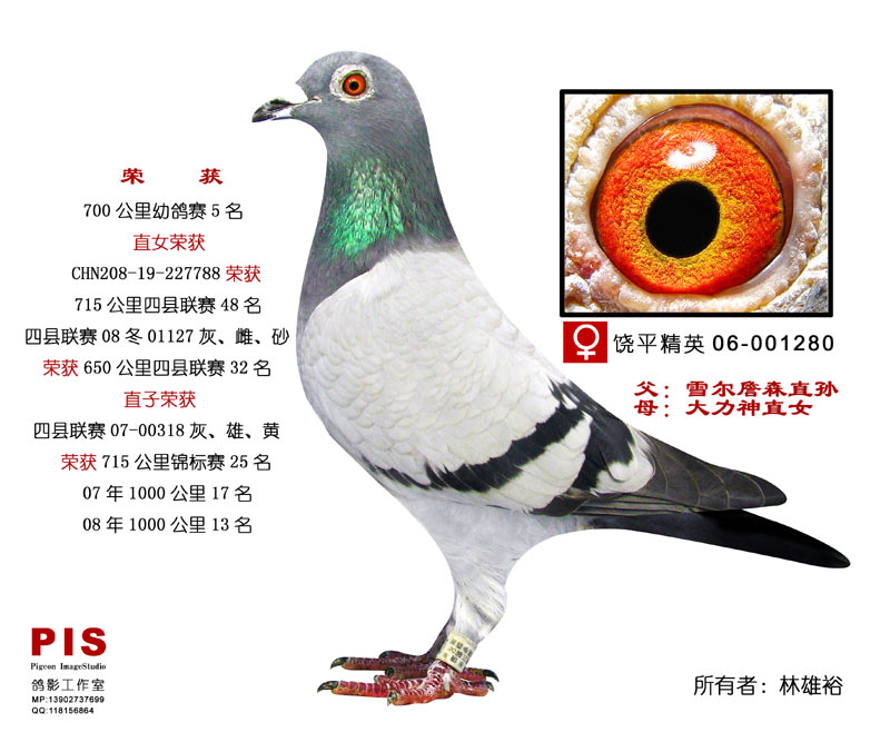 信鸽特征