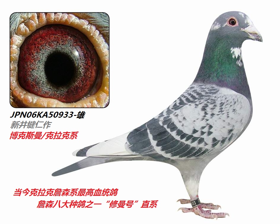 詹森八大种鸽"修曼号"直系超级种鸽_日本华侨赛鸽交流