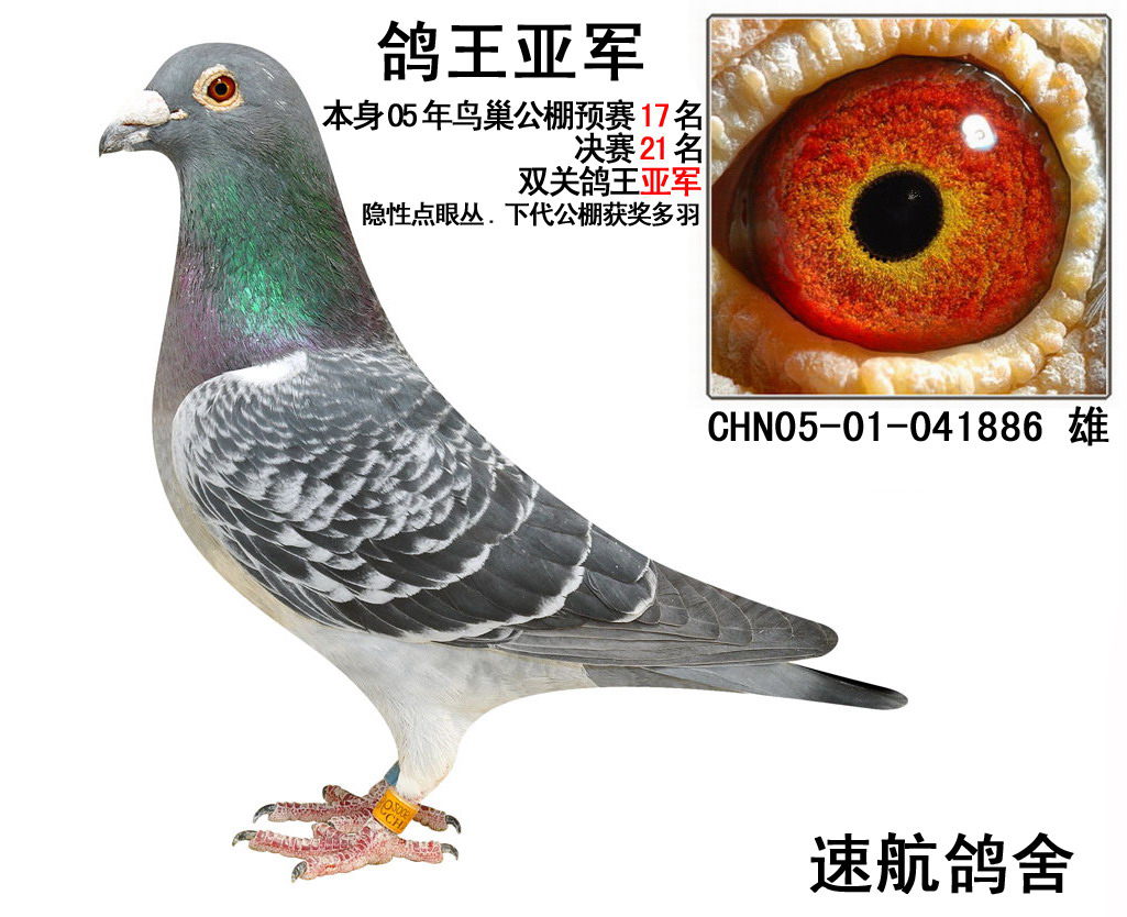 鸽王亚军(已售出)