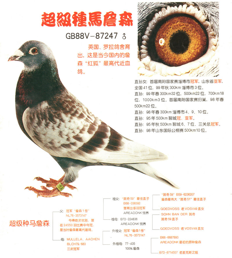 雄鸽雌鸽祖父
