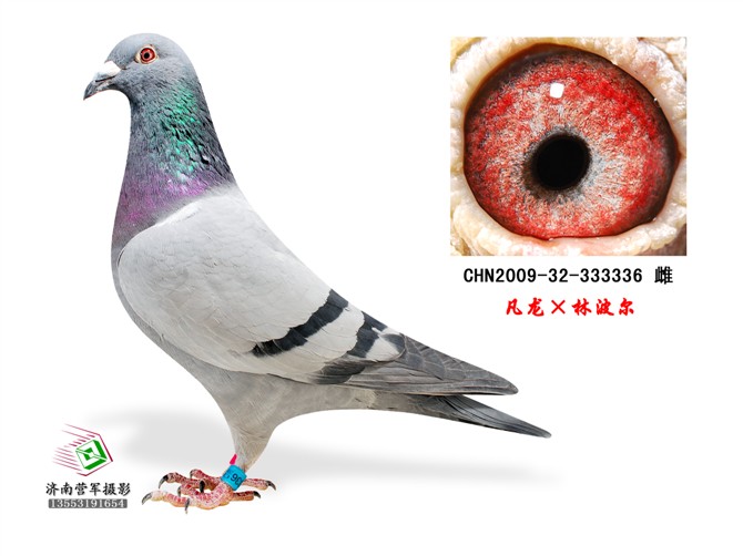 凡龙X林波尔