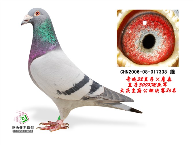 林波尔奇迹32直子X詹森