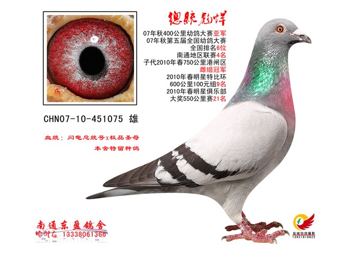 信鸽10 H111926.jpg