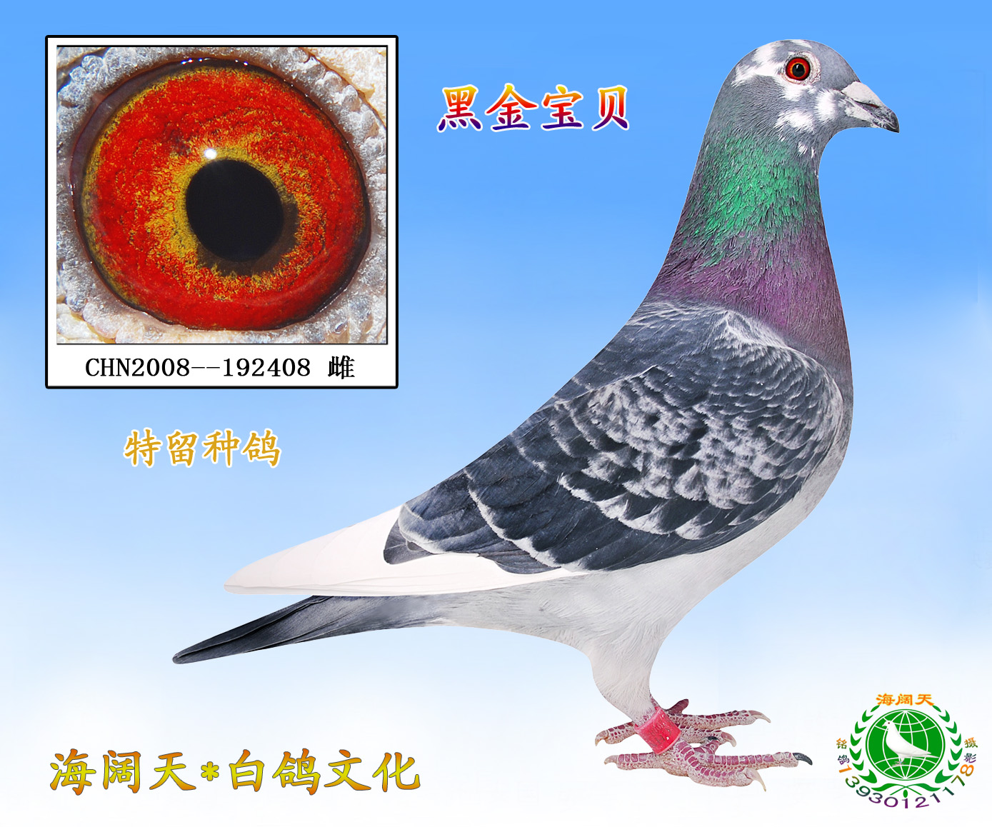 信鸽特征