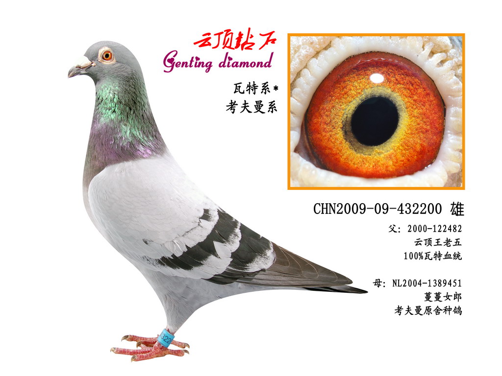 云顶钻石
