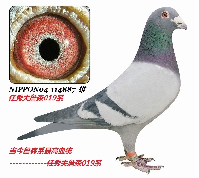 詹森019系回血114887-雄_日本华侨赛鸽交流中