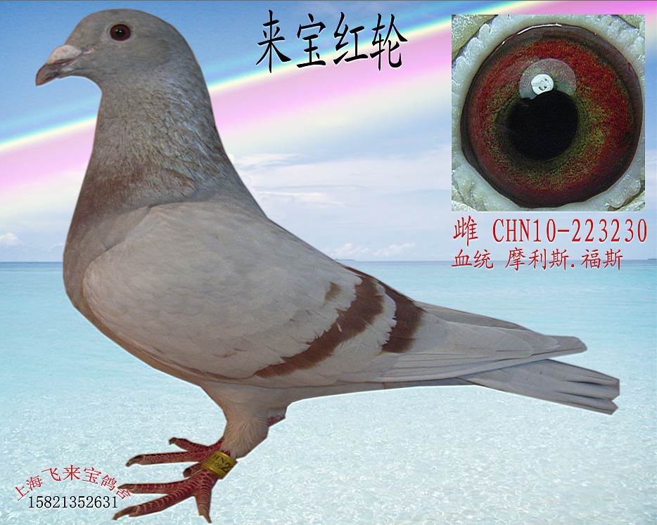 来宝红轮