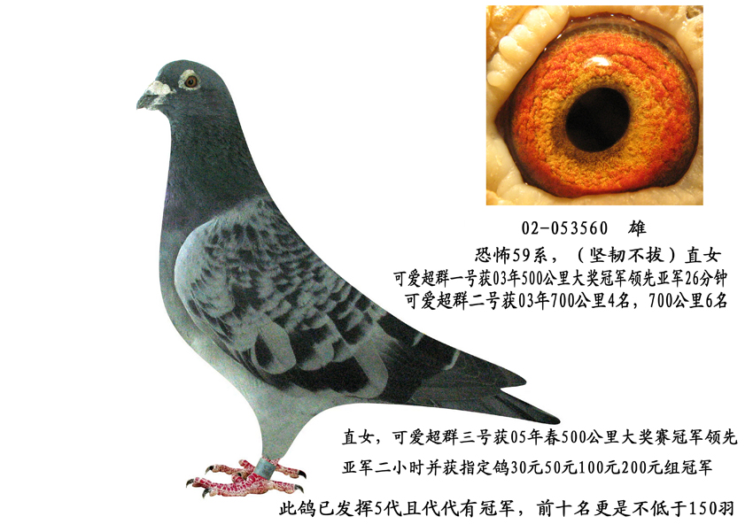 坚韧不拔_金昌999_ ag188.com爱鸽商城