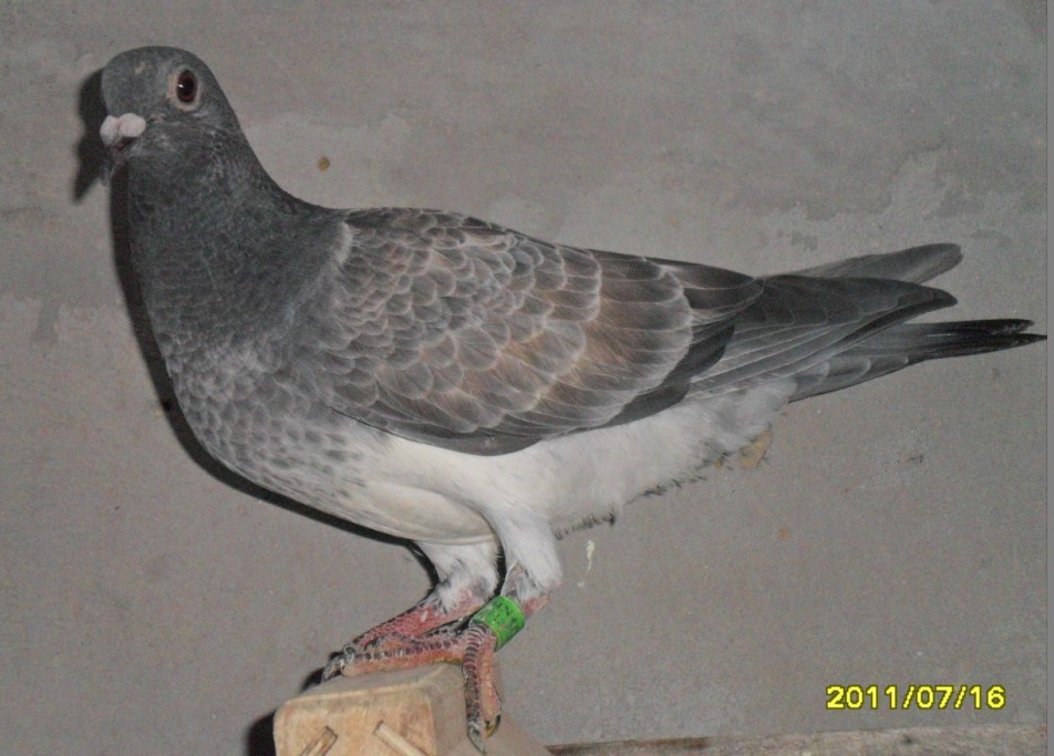 北斗狼妹_安徽威虎堂-中信网爱鸽商城