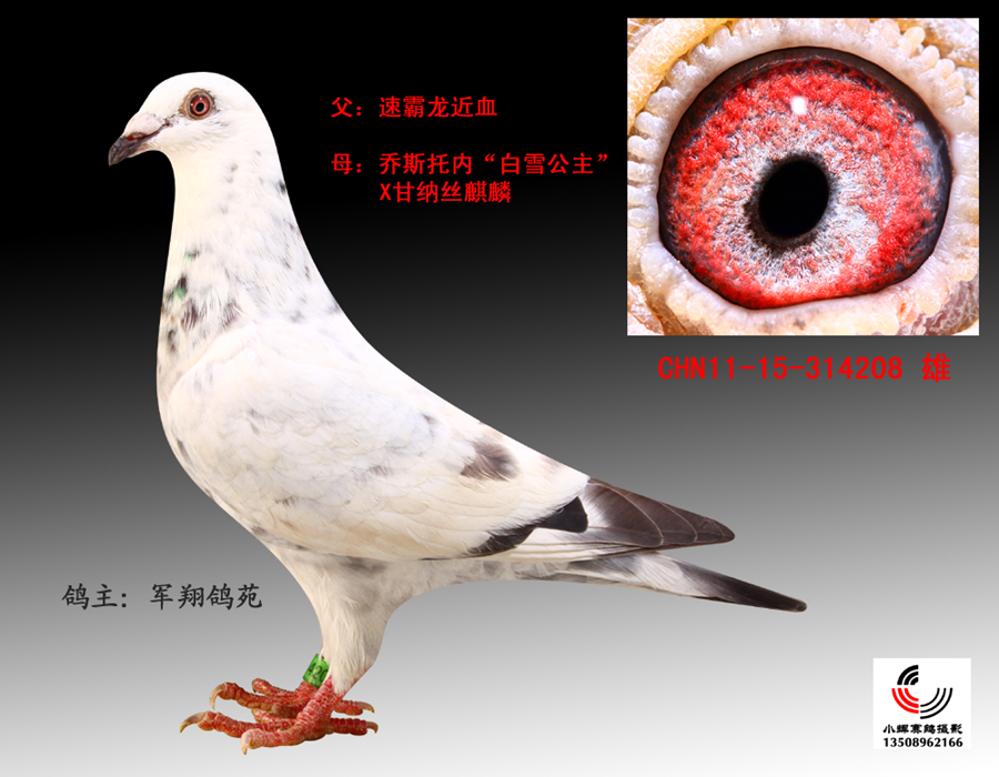 白雪小王子