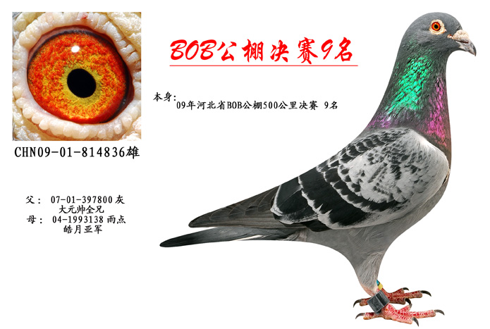 BOB公棚v儿童9名_北京国顺家俱鸽舍_ag188儿童家具颜色的床图片