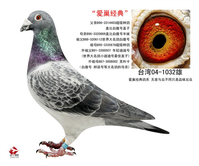 瓦特.盖比系列_辽宁弘维鸽苑_ ag188.com爱鸽