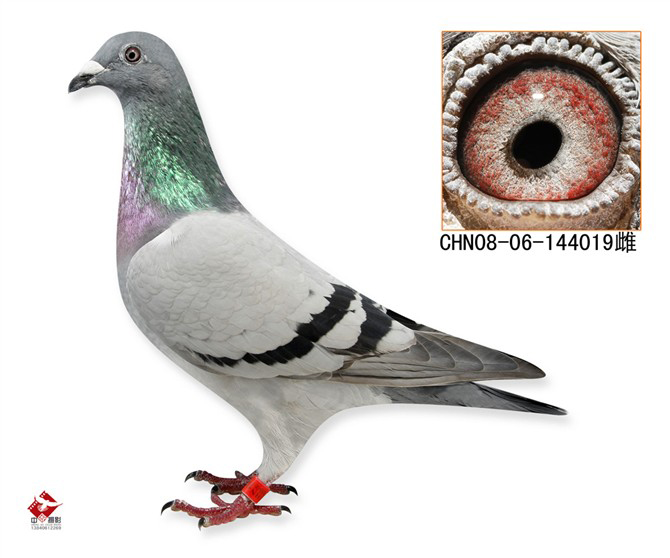 克拉克詹森系列_辽宁弘维鸽苑_ ag188.com爱