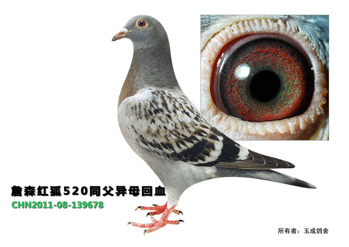 祖父:b95-6274413 詹森原舍"红狐520"直子