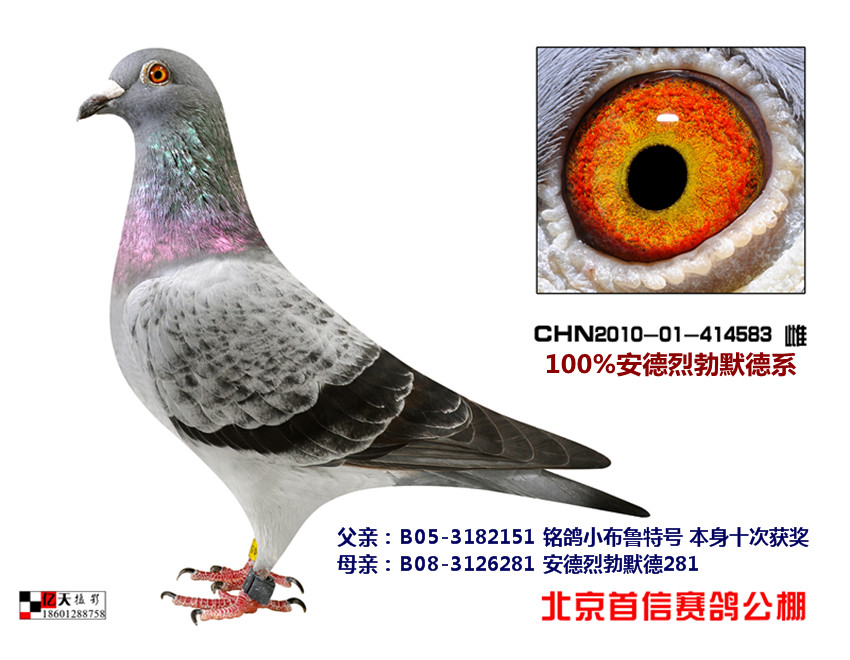 qq 鸽友圈 相关图片   信鸽特征                  编 号: 123348