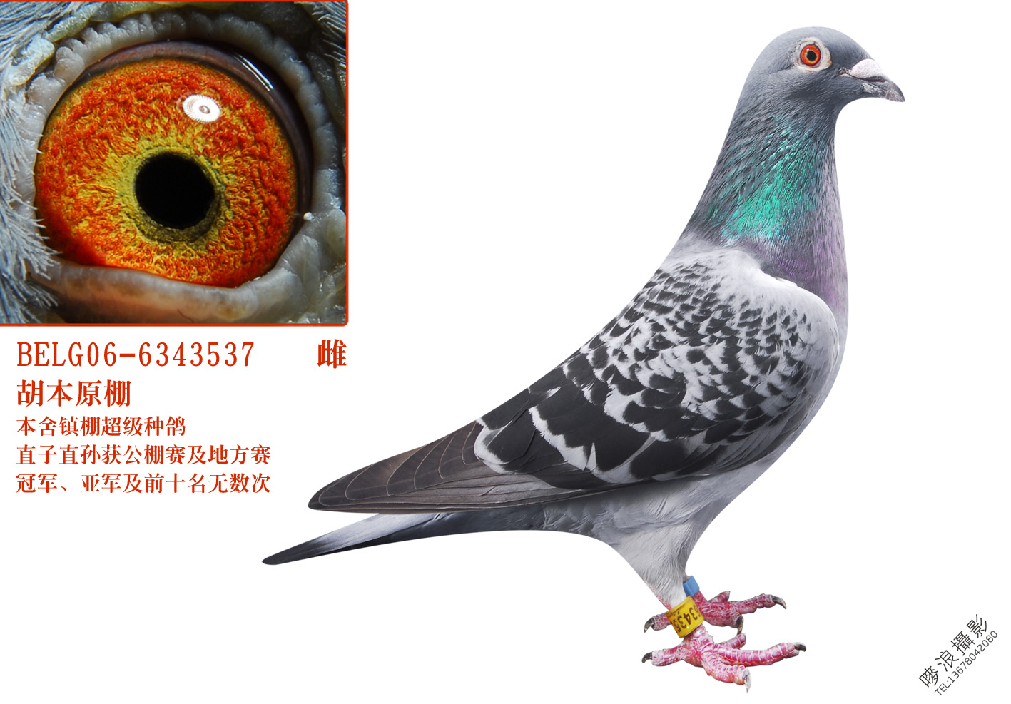 信鸽特征