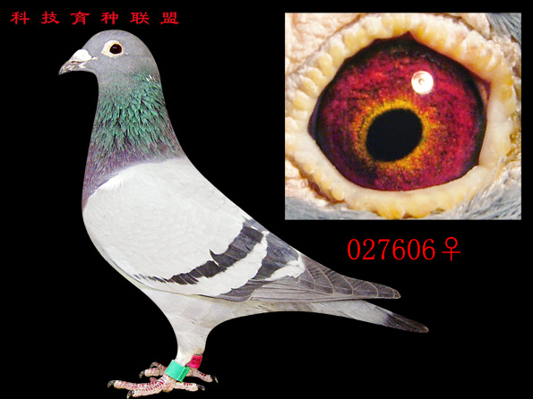 老日本直女027606♀(已售)-天津飞鸽-科技育种园-中信