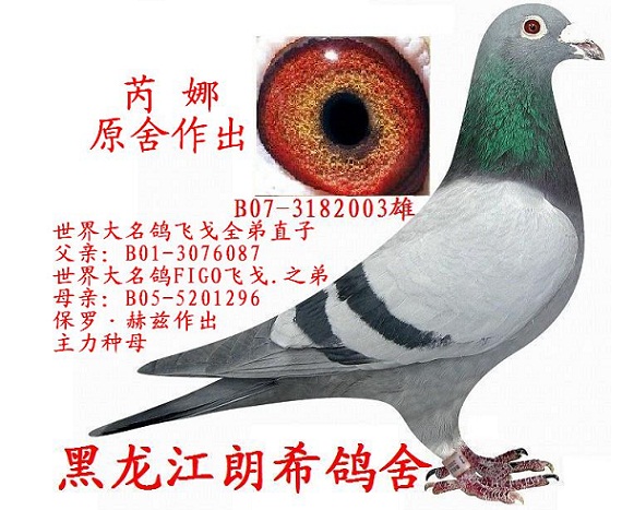 世界大名鸽figo飞戈全弟直子