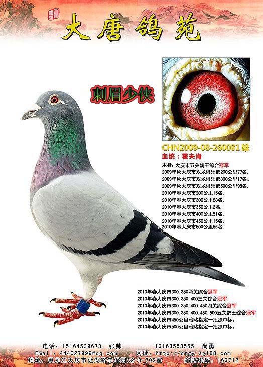 霍夫肯黑猪_大唐鸽苑_ag188.com爱鸽商城_中国信鸽