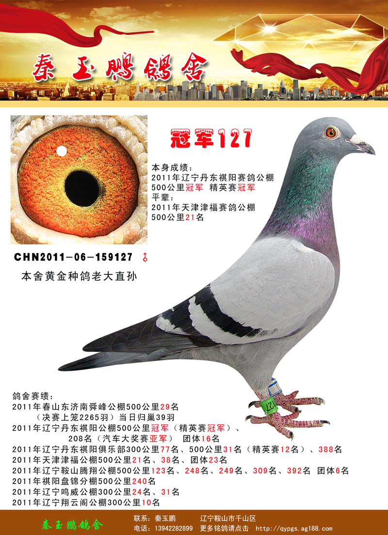 2011年祺阳赛鸽公棚冠军(老大直孙)