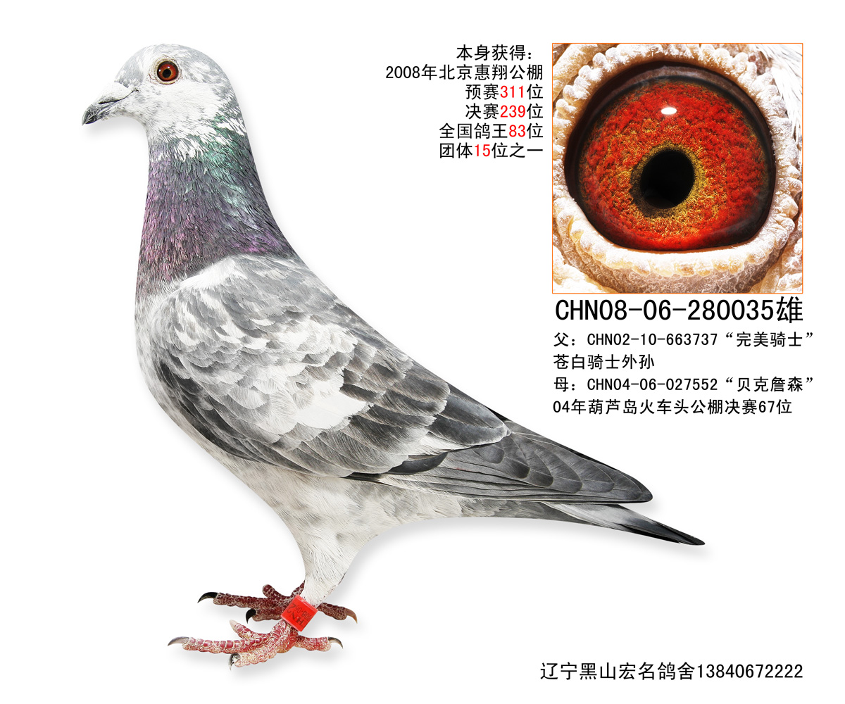 苍白骑士家族_辽宁弘维鸽苑_ ag188.com爱鸽