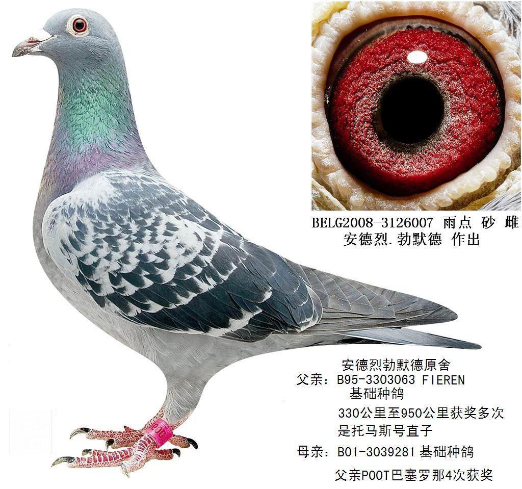 信鸽特征