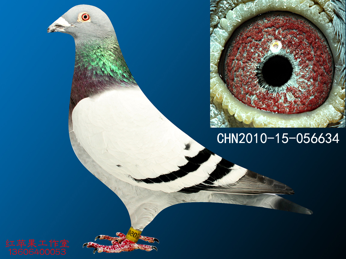 NL14-1919040 - 欧亚种鸽中心