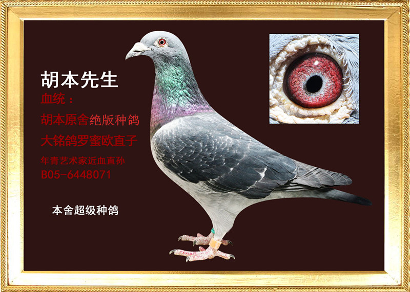 年轻艺术家直孙(绝版种鸽)胡本先生已售出