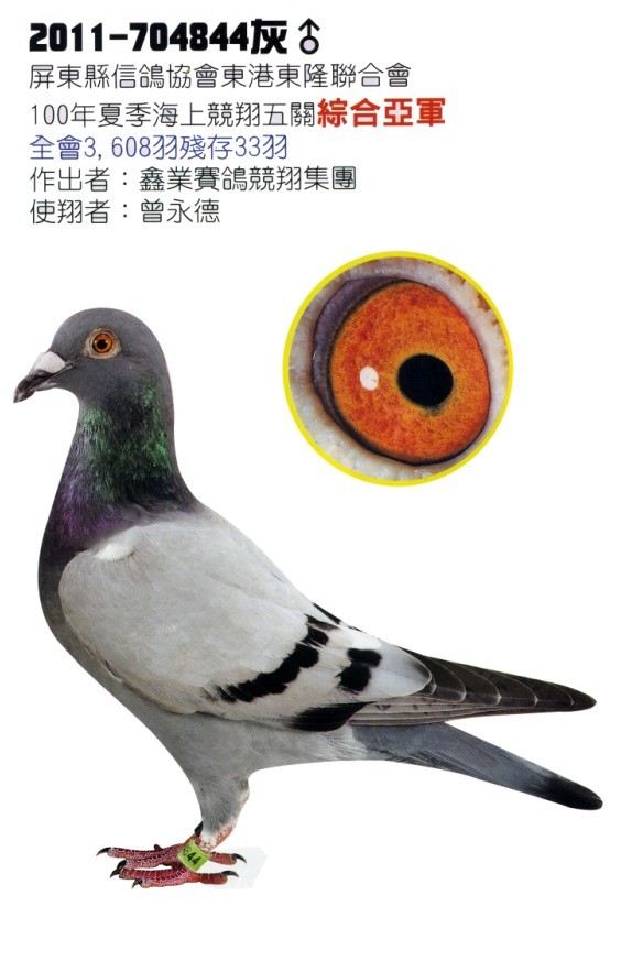 亚军_台湾鑫业集团-中信网爱鸽商城