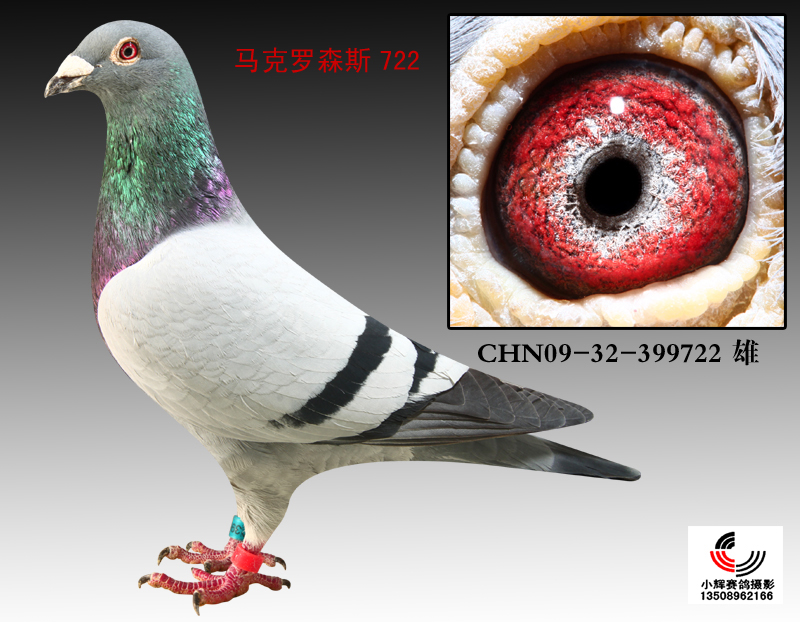 马克罗森斯722【多重近亲】极品种鸽