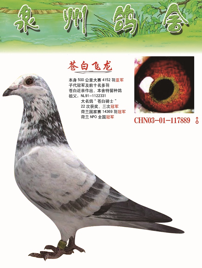 苍白飞龙子代拍卖