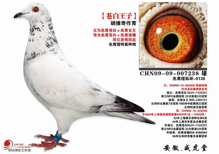 苍白旋风【本舍拍回】