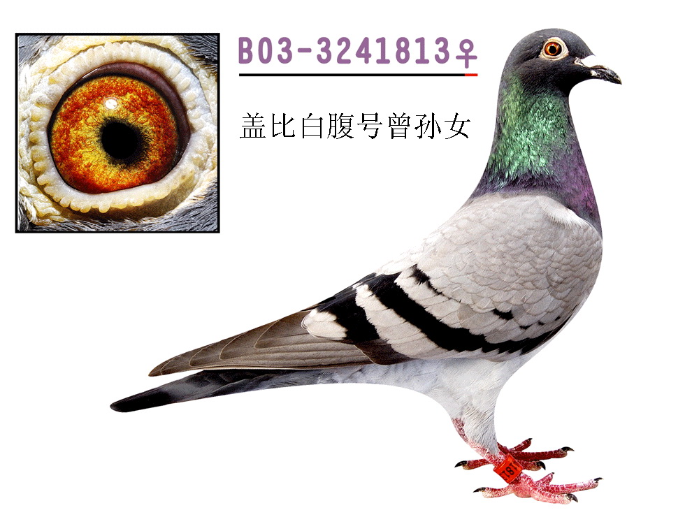 盖比:闪电号亲兄弟直子x白腹号系作出
