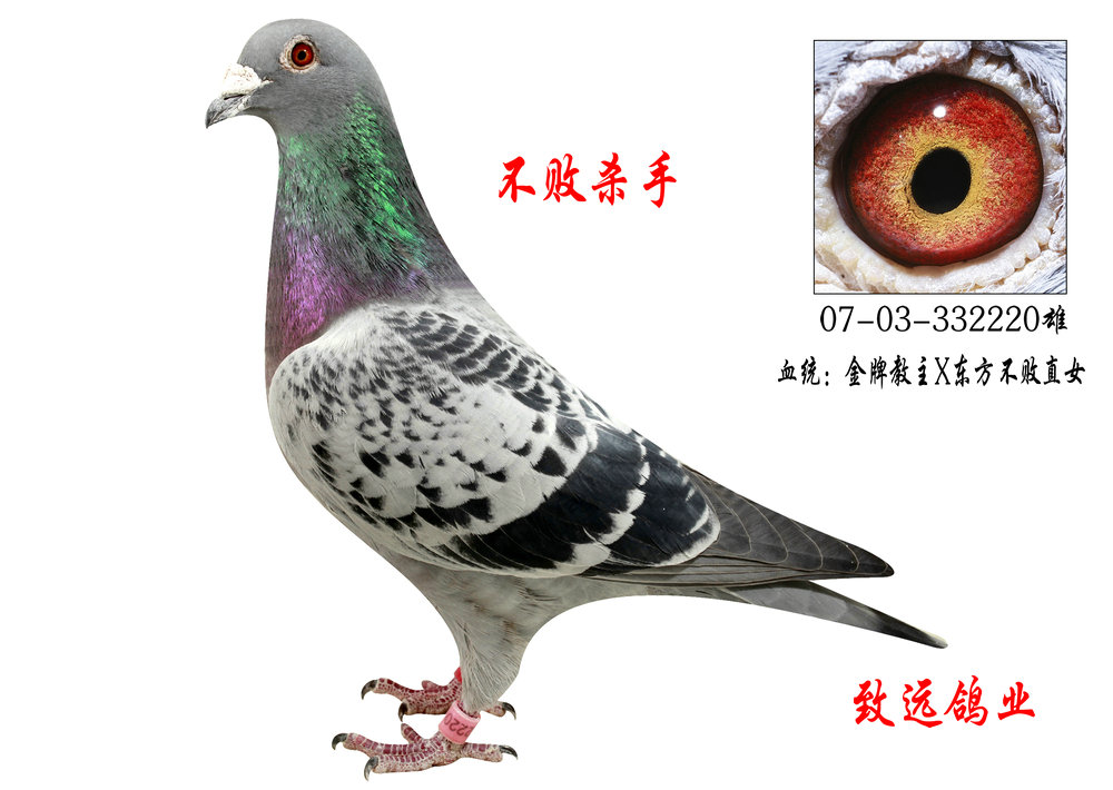 不败杀手