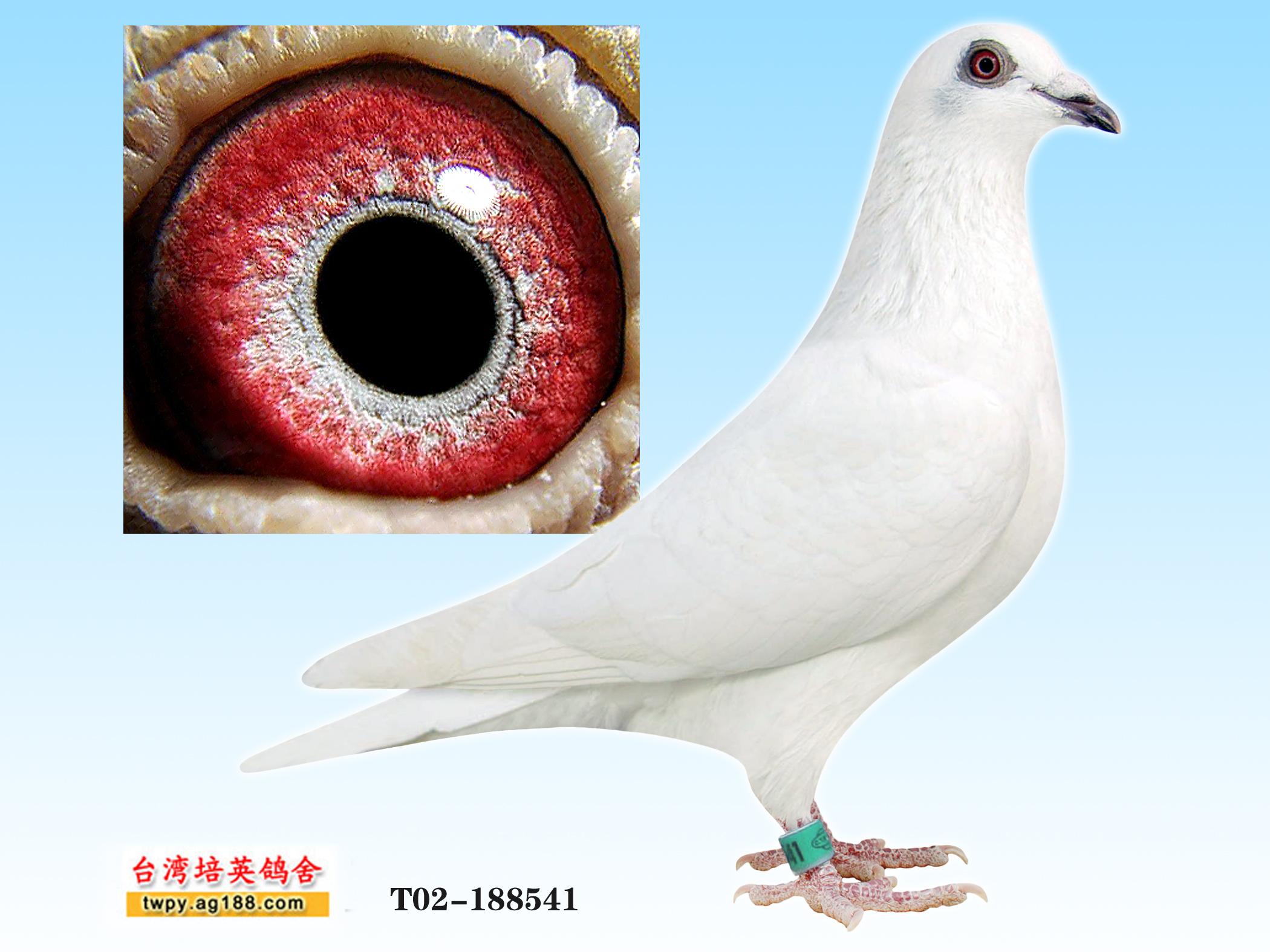白色精灵——广场鸽--中国信鸽信息网相册