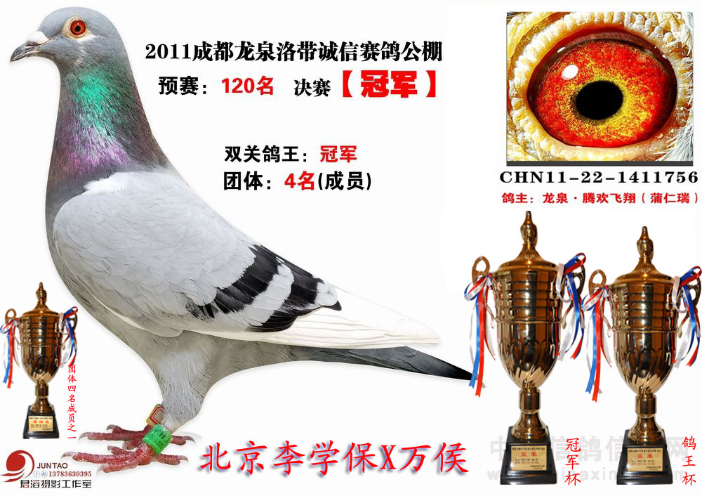 四川诚信公棚冠军(鸽王冠军)_腾欢飞翔鸽业-中