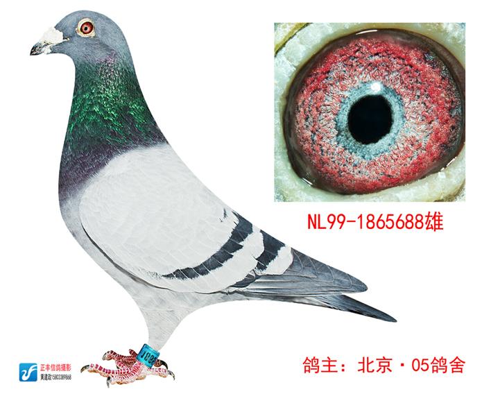 信鸽特征