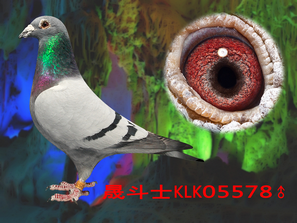 克拉克