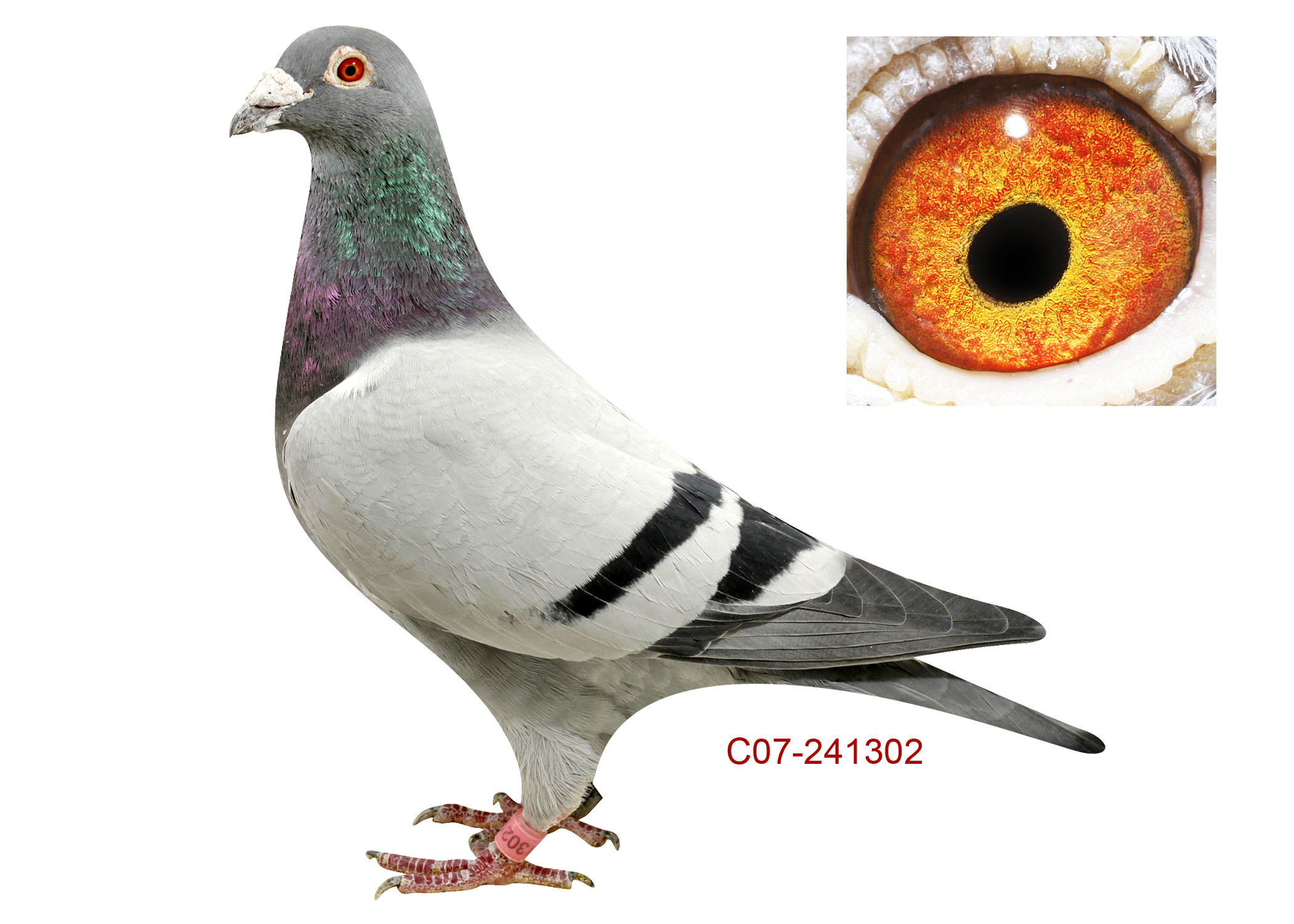 信鸽和普通鸽子的营养价值 H141118.jpg