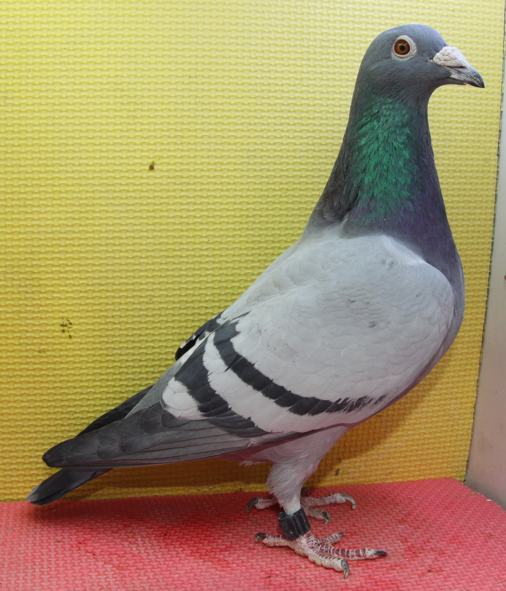 04-384517_京东联盟_ ag188.com爱鸽商城