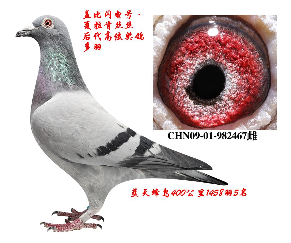 盖比闪电号夏拉肯丝丝