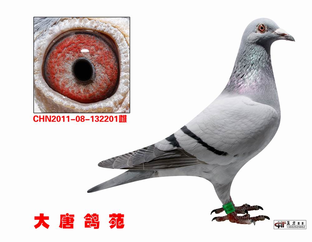 霍夫肯黑猪_大唐鸽苑_ag188.com爱鸽商城_中国信鸽